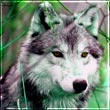   Lonely_Wolf