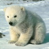   slezka