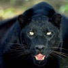   The panther