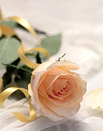 flower016