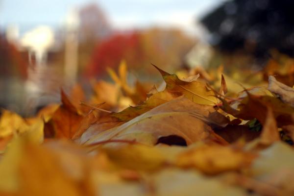 fall leaves 1