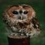   owlet